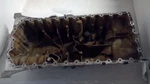 Oil Pan 3.0l Fits 07-15 Volvo 80 Series. Fixed Price $300.00.